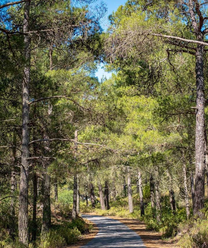 Nordzypern - Viele Wälder mit zahlreichen Wanderwegen